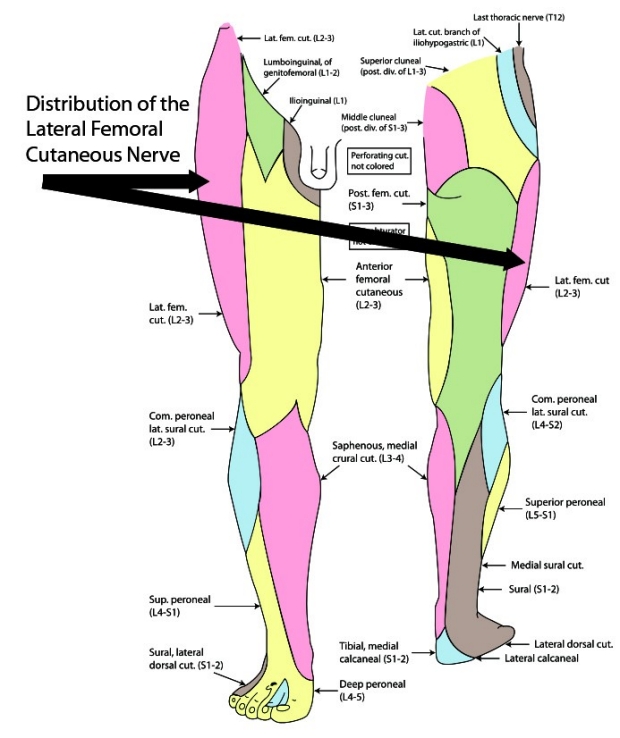 distribution of lateral femoral cutaneous nerve